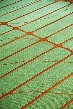 Hawaii, Oahu, Wahiawa, Aerial view of pineapple fields