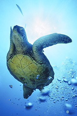 Hawaii, Oahu, Canyons Waikiki, Close-up of Green Sea Turtle (Chelonia mydas)