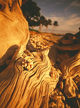 Hawaii, Maui, Olowalu, Closeup of driftwood in the afternoon light.