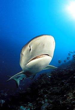 Fiji, Close-up headshot of gray Reef Shark (Carcharinus amblyrhynchos) .