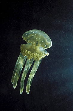 Palau, Stinging jellyfish (Mastigias papua) floats in darkness.