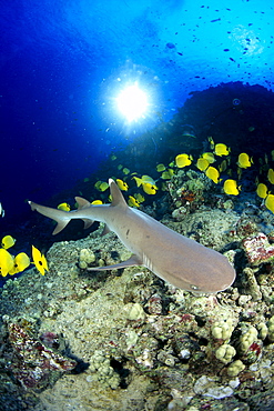 Hawaii, Whitetip Reef Shark (Triaenodon obesus) over reef, Butterflyfish sunburst 