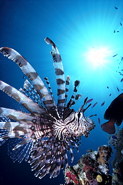 Fiji, Volitan lionfish, close-up side view, sunburst 