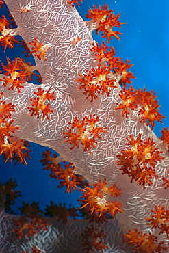 Fiji, South Pacific, soft coral, extreme close-up detail 