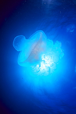 Australia, Jellyfish illuminated by sunburst 