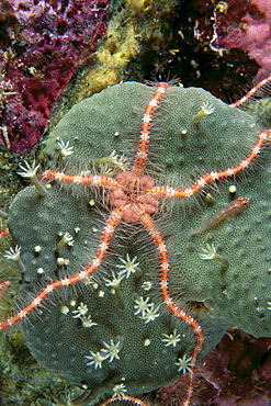 Solomon Islands, serpent sea star on leather coral, close-up detail A90E