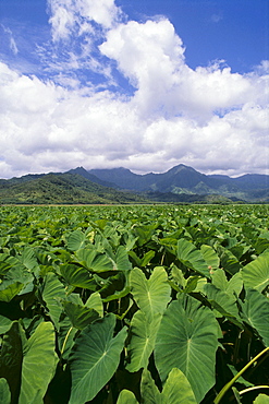 Hawaii, Kauai, Hanalei Valley, taro fields foreground, mountains background, clouds blue sky A40H