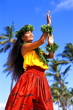 Hula dancer in Kahiko style dress, blue sky background coconut trees 