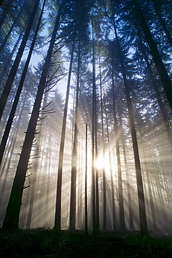 Oregon, Eugene, Spencer Butte Park, fog, sunburst, trees in forest A25H