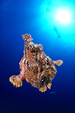 Hawaii, Diver silhouetted near surface with sunburst, angler fish close-up 