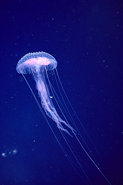 Hawaii, Jellyfish with long tentacles in blue sparkling ocean 