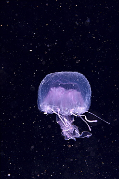 Hawaii, Pink jellyfish floating midwater in black ocean water 