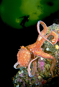 [DC] British Columbia, Giant Pacific Octopus (Octopus dofleini) diver background 