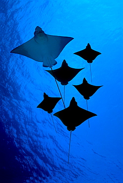 [DC] Galapagos, Six Spotted eagle rays (Aetobatus narinari) view from below B1924