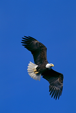 Alaska, Bald Eagle in flight (Haliaeetus leucocephalus) Tongass National Forest B1655