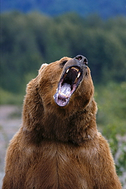 Alaska, Admiralty Island, Brown Bear (Ursus arctos) aggressive posturing, B1645