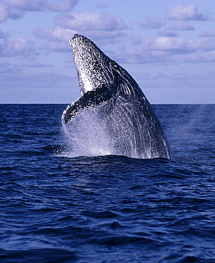 Mexico, Humpback Whale (Megaptera novaeangliae) breaching, close-up C2029