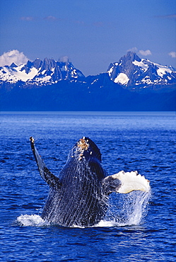 [DC] Alaska, Baranof Island Humpback Whale (Megaptera novaeangliae) breaching Inside Passage Chatham Strait D1939