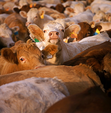 Livestock - Crossbred beef cattle bunched up at a beef feedlot / Ontario, Canada.