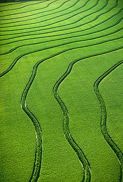 Agriculture - Aerial, Rice fields / Arkansas, USA.