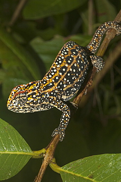 Campani Chameleon (Furcifer Campani), Marozevo, Toamasina Province, Madagascar