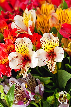 Lilies For Sale, Cuenca, Azuay, Ecuador