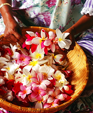 Hawaii, Leimaker, Making Plumeria Leis, Close-Up Of Hands.