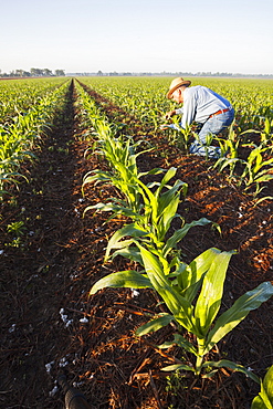 Crop consultant examines no till corn at approximately 8-10 leaf stage, growing on bedded land where previous crop of no till cotton was produced, England, Arkansas, United States of America