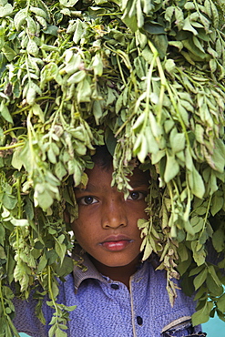 Young boy hiding in the leaves of a tree, Habiganj, Bangladesh