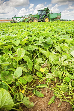 Female farmer harvesting cucumbers, Preston, Maryland, United States of America