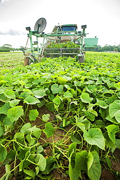 Cucumber harvest, Preston, Maryland, United States of America