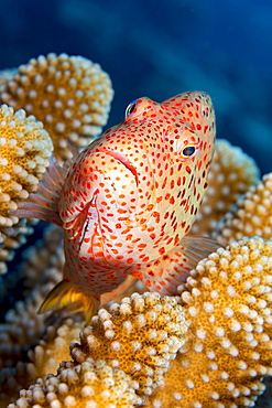 Typical of this family, the Blackside Hawkfish (Paracirrhites forsteri) has thick spines in it's pectoral fins to aid staying in place on it's coral perch, Hawaii, United States of America