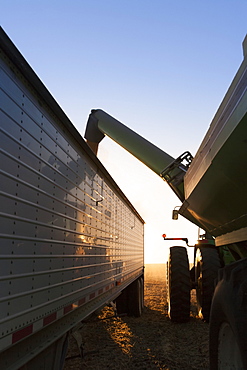 Tractor and grain wagon offloading soybeans into a truck at harvest, near Nerstrand, Minnesota, United States of America