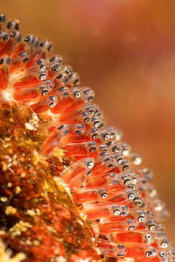 A close look at the eggs of a common anemonefish (Amphiprion perideraion) that is most often found associated with the anemone, Heteractis magnifica, Philippines.