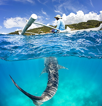 A commercial whale shark encounter with a feeder above on a canoe and a Whale Shark (Rhiniodon typus) below. This is the world's largest species of fish, Oslob, Philippines