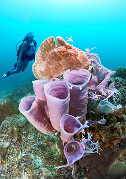 Diver and a Commerson's frogfish (Antennarius commersoni) perched on a tube sponge off Apo Island, Philippines