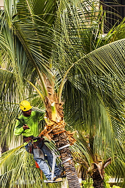 Coconut palm tree (Cocos nucifera) growing on the grounds of the King Kamehameha Hotel, Kailua-Hona, the Big Island, Hawaii, being pruned by Kellys Tree Service during the summer, Kailua- Kona, Island of Hawaii, Hawaii, United States of America