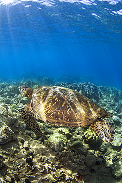 Hawaiian Green Sea Turtle (Chelonia mydas) named 'Honu';Makena, Maui, Hawaii, United States of America