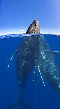 A split image of a pair of humpback whales (Megaptera novaeangliae) underwater and above, Maui, Hawaii, United States of America