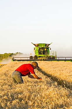 A farmer examines the crop while a combine harvester harvests winter wheat, near Niverville, Manitoba, Canada