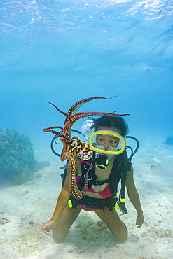 Cautious and curious at the same time, a diver gets a good look at a day octopus (Octopus cyanea), Rarotonga, Cook Islands