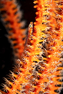 A Whip coral goby (Bryaninops amplus) on whip coral (Junceella fragilis), Philippines