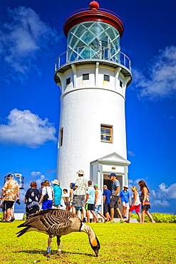 Group of tourists at Kilauea Lighthouse under blue sky. Nene (Branta sandvicensis), or Hawaiian goose, is in the foreground, Kilauea Point National Wildlife Refuge, Kilauea, Kauai, Hawaii, United States of America