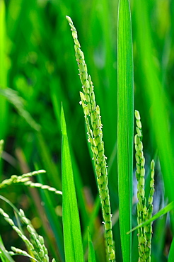 Rice grains, Tanjore, Tamil Nadu, India, Asia