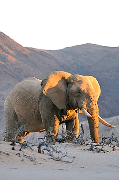 Bull desert elephant, Damaraland, Namibia, Africa