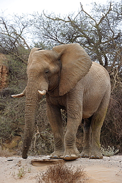 Bull desert elephant, Damaraland, Namibia, Africa