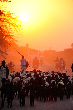 Shepherd going back with his sheep in the evening, Gujarat, India, Asia 