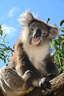 Koala bear, Melbourne, Victoria, Australia, Pacific 