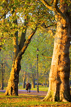 Walking in an autumnal Hyde Park, London, England, United Kingdom, Europe 