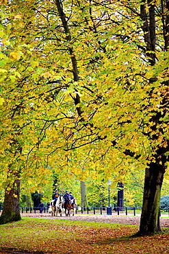 Horses in an autumnal Hyde Park, London, England, United Kingdom, Europe 